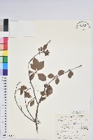 藏品(鐘鈴花、美鈴兒花、黃吊鐘花、鈴兒花)的圖片