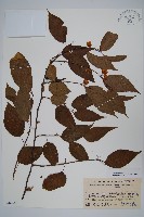 藏品(木天蓼、葛棗獼猴桃、葛棗子)的圖片