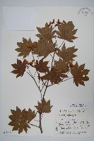 藏品(塞波德槭)的圖片