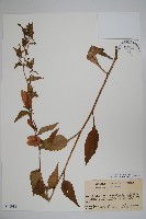 藏品(紫斑風鈴草)的圖片