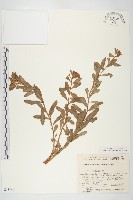 藏品(堪察加費菜)的圖片