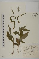 藏品(暗花金挖耳)的圖片