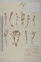 藏品(石胡荽、吐金草)的圖片