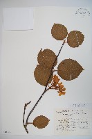 藏品(假繡球)的圖片