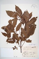 藏品(冇骨消)的圖片