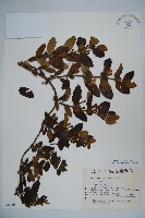 藏品(忍冬、金銀花)的圖片