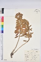 藏品(岩大戟)的圖片