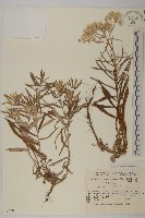 藏品(抱莖籟簫)的圖片