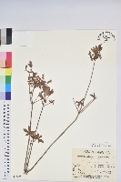 藏品(毛萼仿杜鵑)的圖片