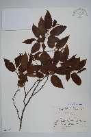藏品()的圖片