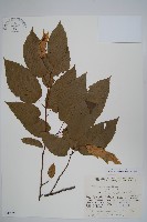 藏品(千金榆)的圖片