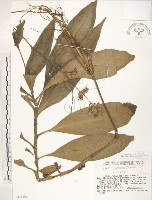 藏品(杜若)的圖片