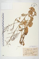 藏品(山芥菜)的圖片