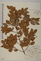 藏品(爬行衛矛)的圖片