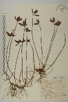 藏品(銀線草)的圖片