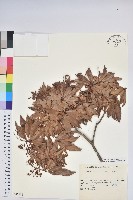 藏品(日本馬醉木)的圖片