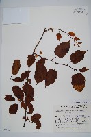 藏品(狗棗獼猴桃)的圖片