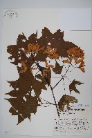 藏品(元寶楓, 地錦槭)的圖片