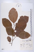 藏品(柿、柿仔、紅柿)的圖片