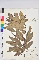 藏品(茅栗、日本栗)的圖片