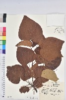 藏品(日本油桐、罌子桐)的圖片