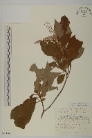 藏品(華東山柳)的圖片