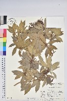 藏品(日本馬醉木)的圖片