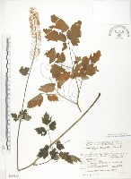 藏品(單穗升麻)的圖片