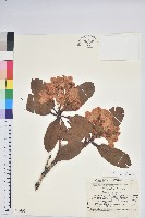 藏品(短果杜鵑花)的圖片