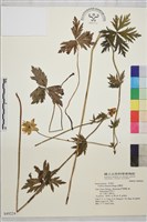藏品(金蓮花)的圖片
