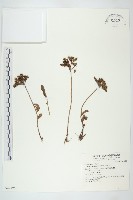 藏品(華北景天)的圖片