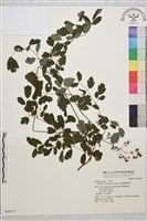 藏品(貝加爾唐松草)的圖片