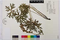 藏品(牛扁烏頭)的圖片