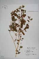 藏品(水金鳳)的圖片