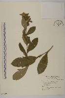 藏品(蒼朮、茅朮)的圖片