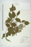 藏品(沙棶)的圖片