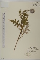 藏品(藍刺頭)的圖片