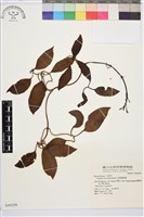 藏品(厚葉鐵線蓮)的圖片