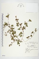 藏品(卵葉菜欒藤)的圖片