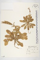 藏品(基隆筷子芥)的圖片