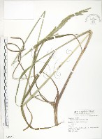 藏品(吳氏雀稗)的圖片