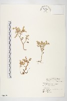 藏品(台灣佛甲草、石板菜)的圖片