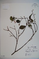 藏品(呂宋莢迷)的圖片