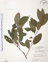 藏品(台灣山桂花)的圖片