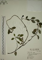 藏品(拎壁龍)的圖片