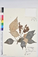 藏品(白匏子)的圖片