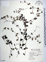 藏品(倒地蜈蚣、四角銅鑼)的圖片