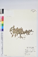 藏品(白珠樹)的圖片