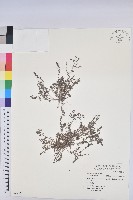 藏品(千根草)的圖片