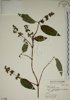 藏品(大葉溲疏)的圖片